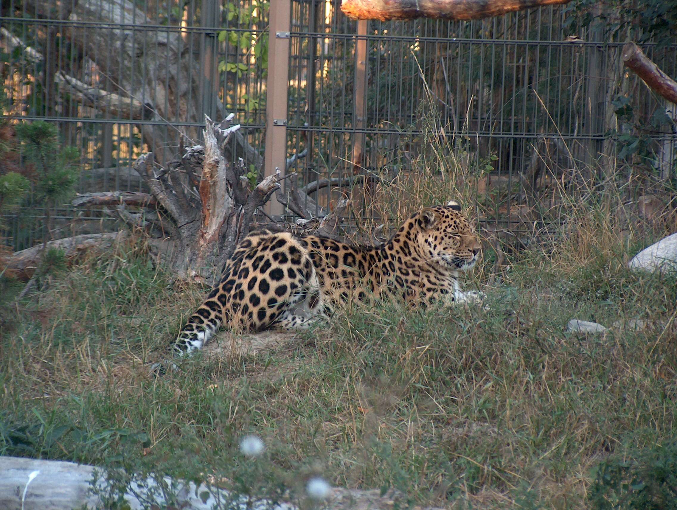 Imagem de Leopardo-de-amur