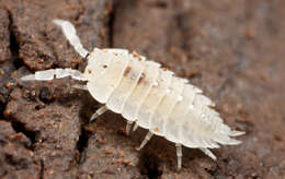 Image of Ant woodlouse