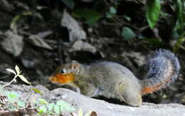 Image of Asian Red-cheeked Squirrel