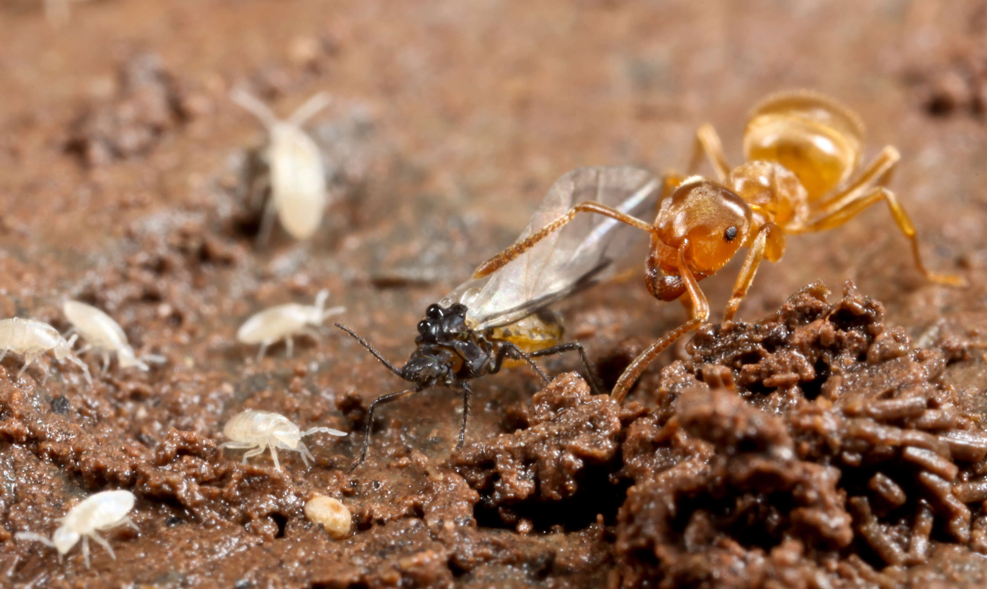 Imagem de Lasius flavus (Fabricius 1782)