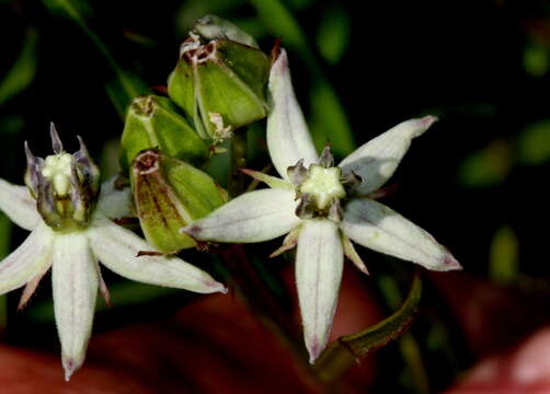 Image of Asclepias gibba var. gibba