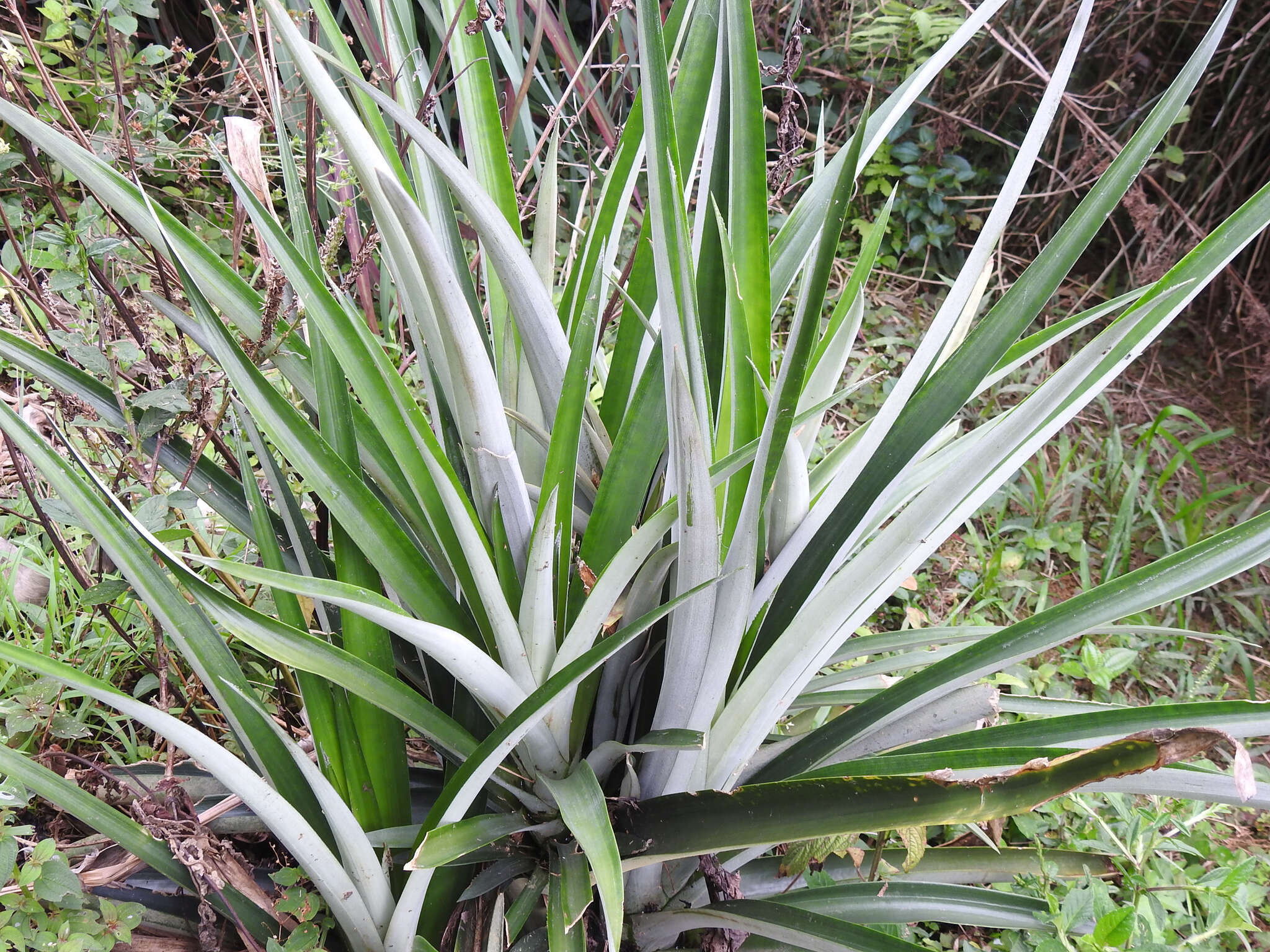 Image of Pineapples