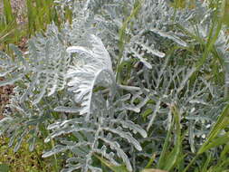 Image of woolly sunflower