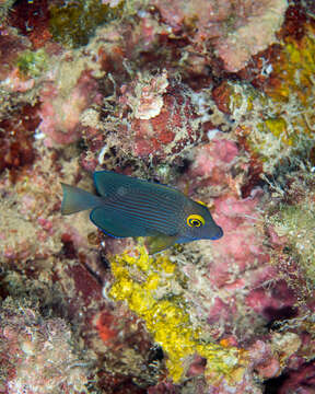 Image of Bristletoothed Surgeonfish