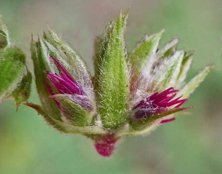 Image of Pupalia lappacea (L.) A. Juss.