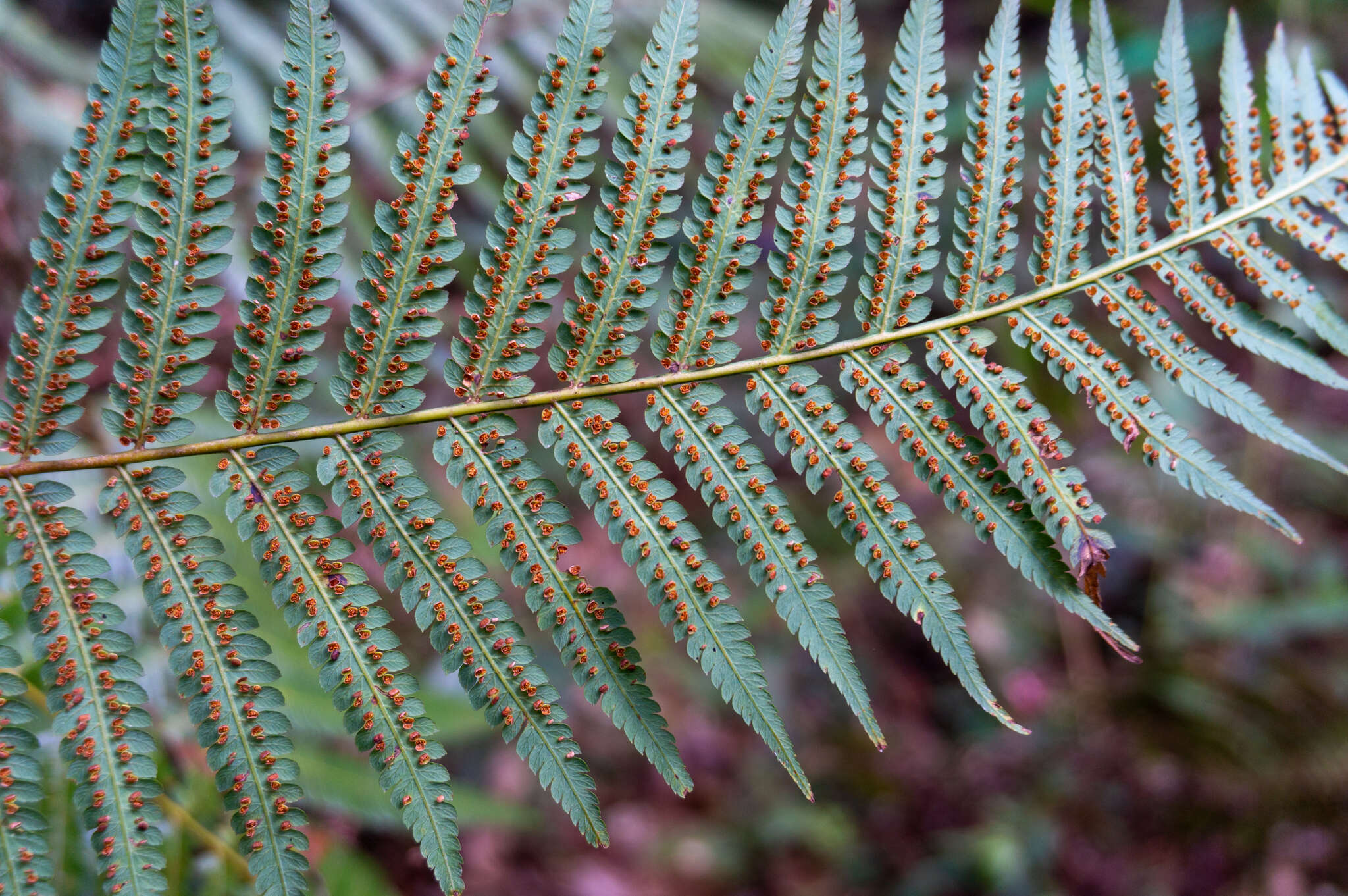 Image of Chain Fern Rhizome