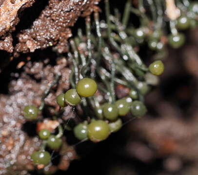 Sivun Chlorovibrissea melanochlora (G. W. Beaton & Weste) L. M. Kohn 1989 kuva