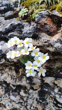 Plancia ëd Saxifraga aretioides Lapeyr.