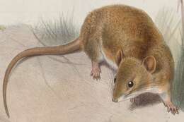 Image of Coues's Rice Rat