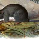 Image of Panamanian Climbing Rat