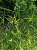 Image of Luzula luzulina (Vill.) Dalla Torre & Sarnth.