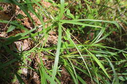 Image of dense blazing star