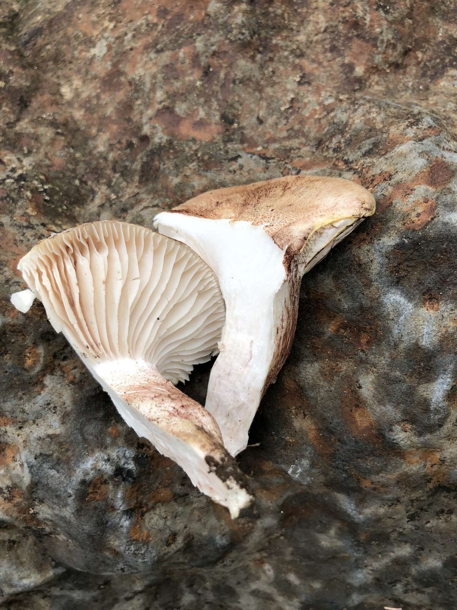 Hygrophorus neoerubescens的圖片