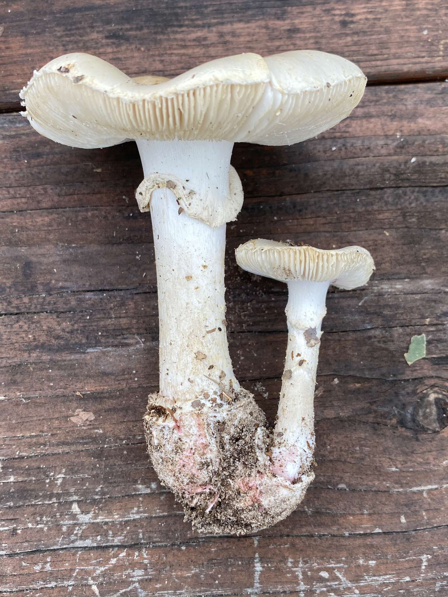 Image of Amanita mutabilis Beardslee 1919