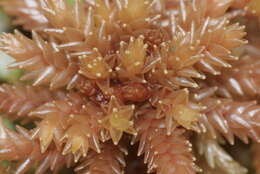 Image of Magellan's Sphagnum