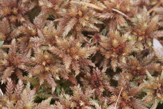 Image of Magellan's Sphagnum