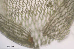 Image of Magellan's Sphagnum