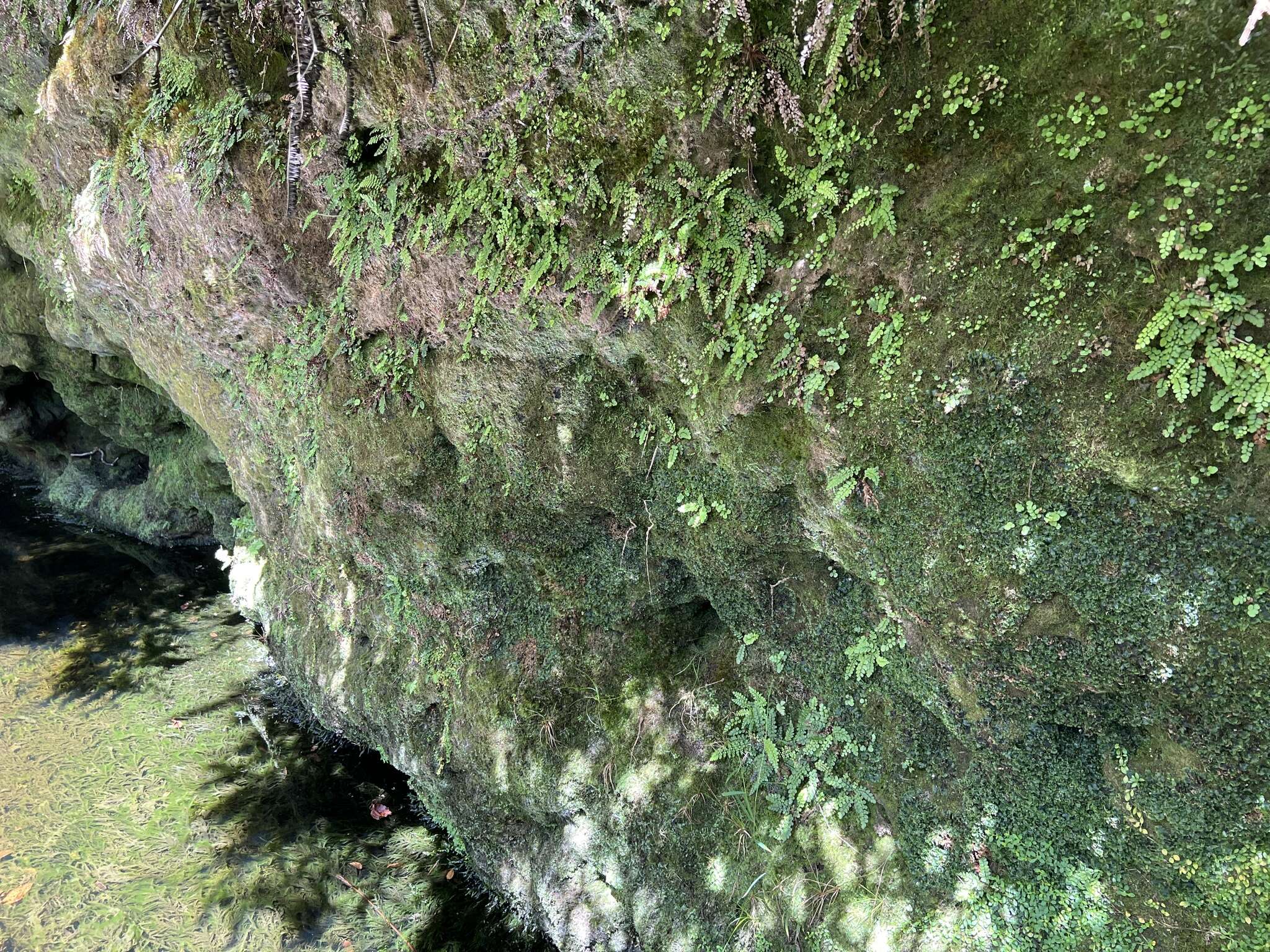 Image of Forest Plume Fern