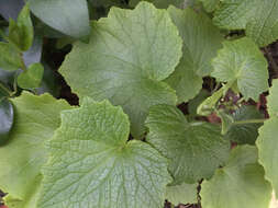 Image of common ragwort