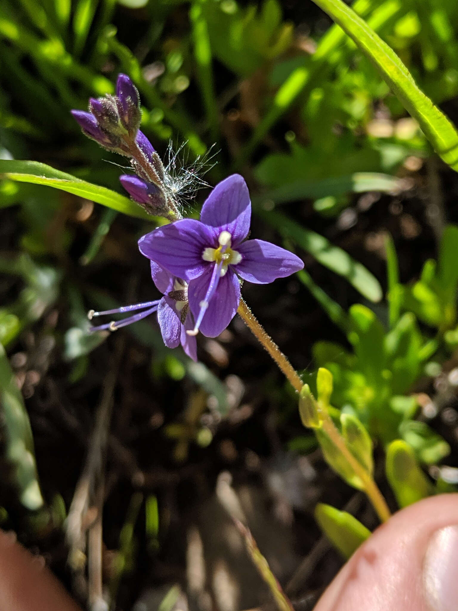 Image de Veronica cusickii A. Gray