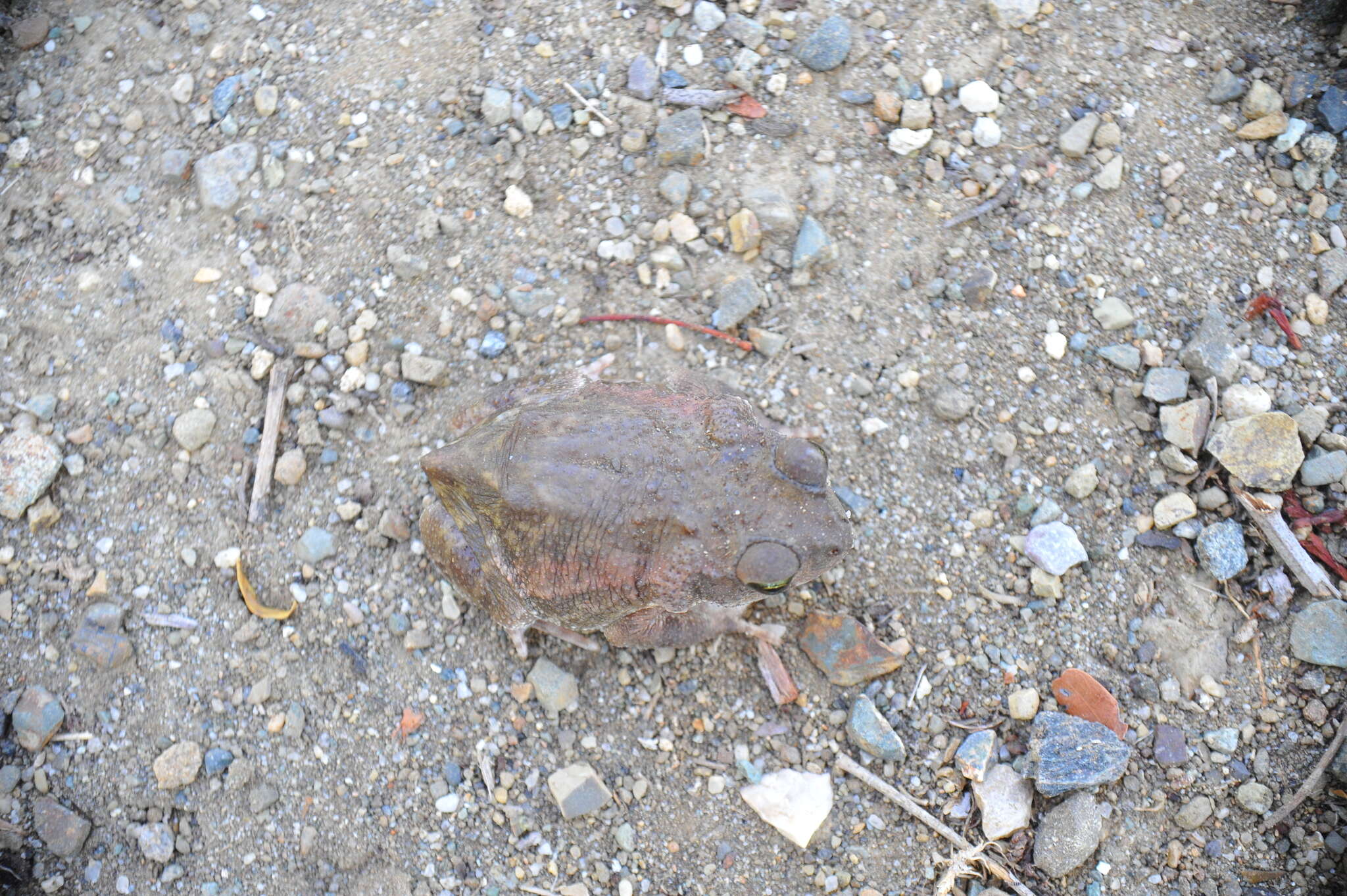 Image of Cuban small-eared toad
