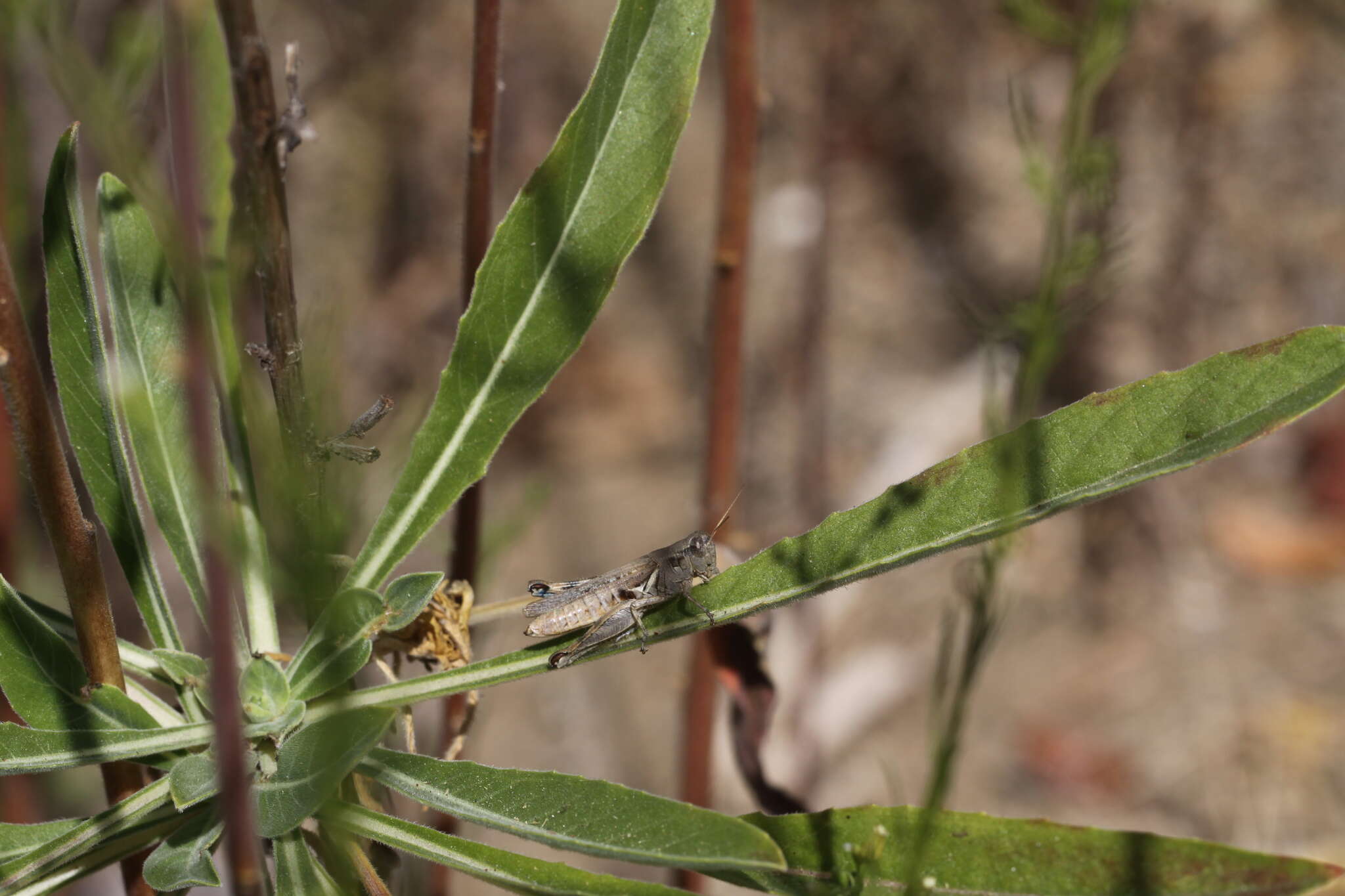 Melanoplus cinereus cyanipes Scudder & S. H. 1897的圖片