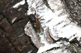 Image of New Forest cicada