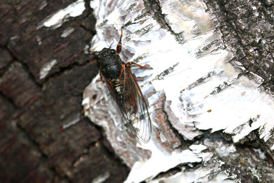 Image of New Forest cicada