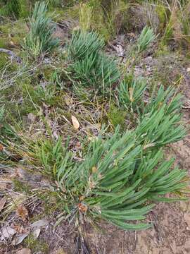 Image of Banksia formosa (R. Br.) A. R. Mast & K. R. Thiele