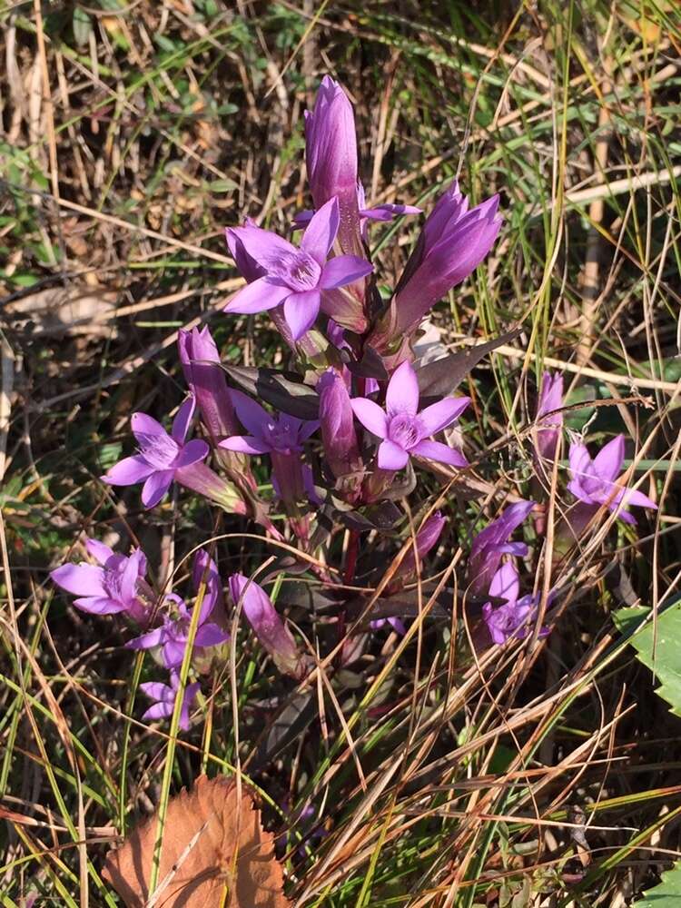 Imagem de Gentianella anisodonta (Borbás) A. & D. Löve