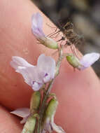 Image of elegant milkvetch