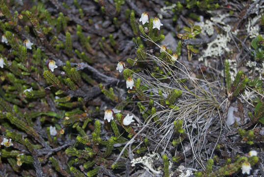 Image of white arctic mountain heather