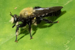 صورة Laphria flavicollis Say 1824