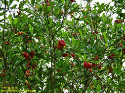 Image of red bayberry