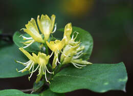 Image of honeysuckle