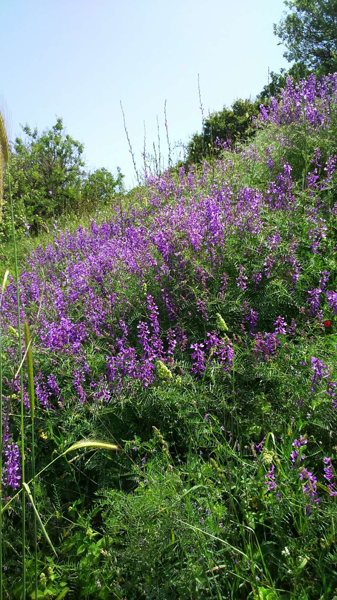 Image of Fine-leaf vetch