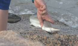 Image of Blacktip Shark