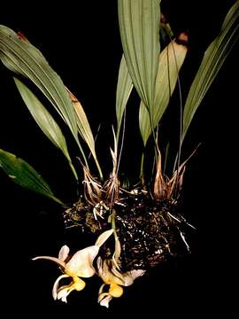 Image of Stanhopea radiosa Lem.