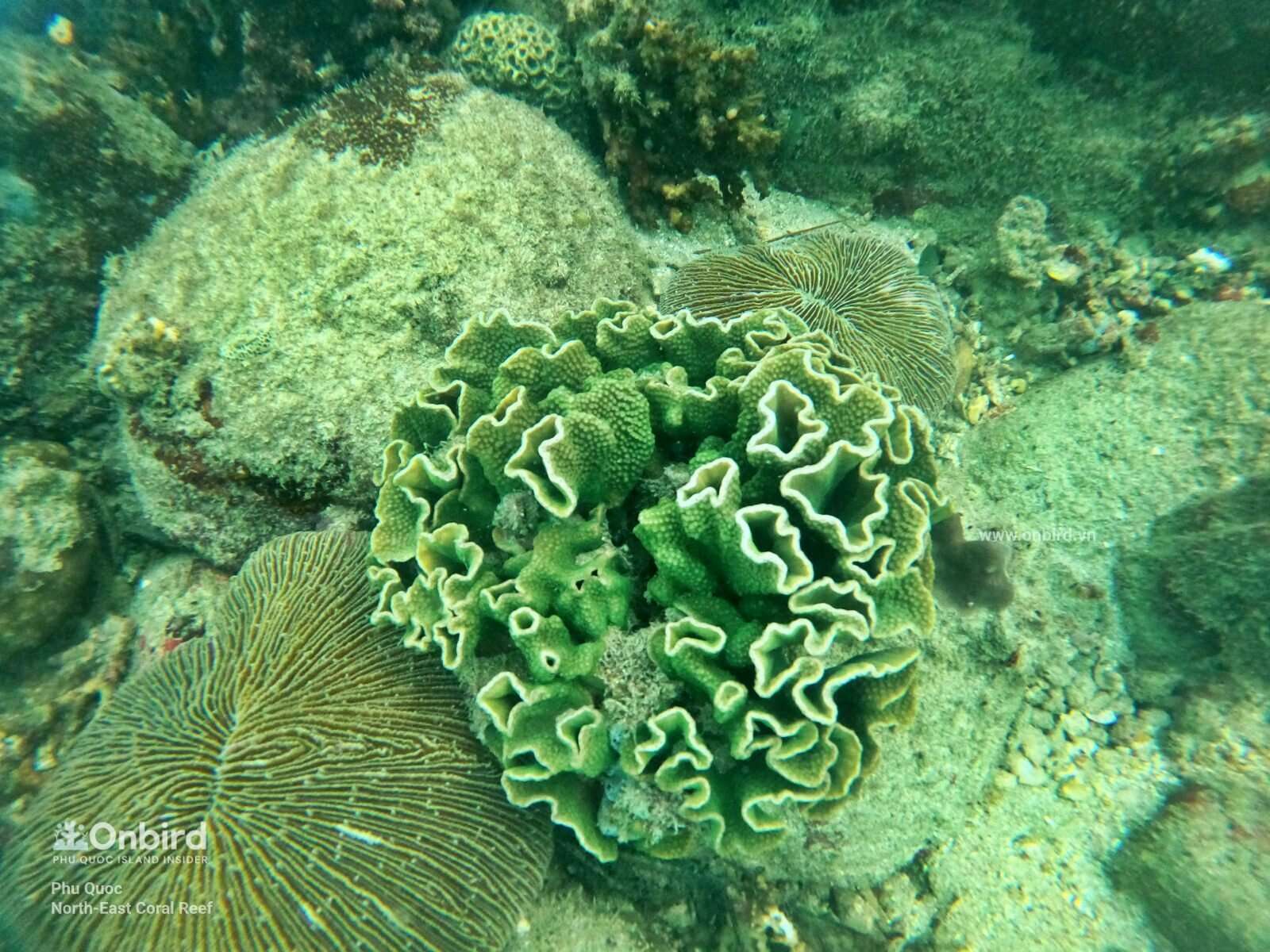 Image of Pagoda coral