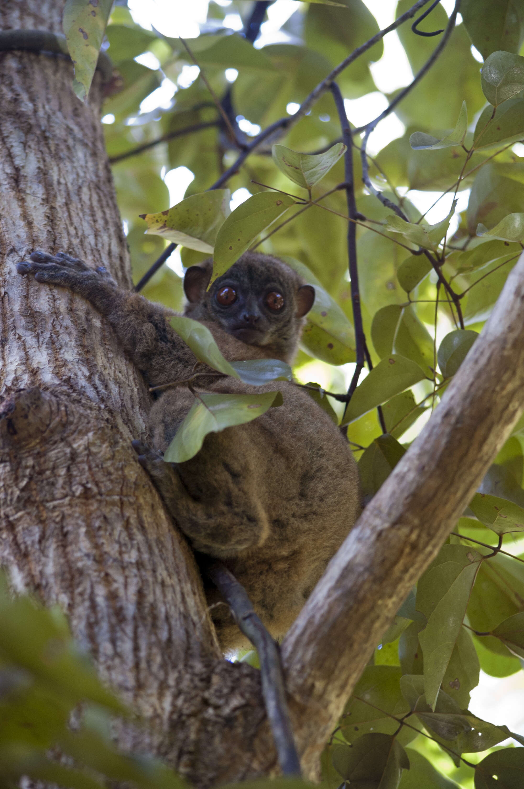 Image of Hawks' Sportive Lemur