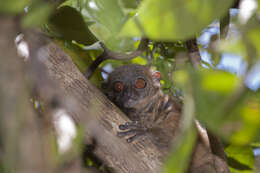 Image of Hawks' Sportive Lemur