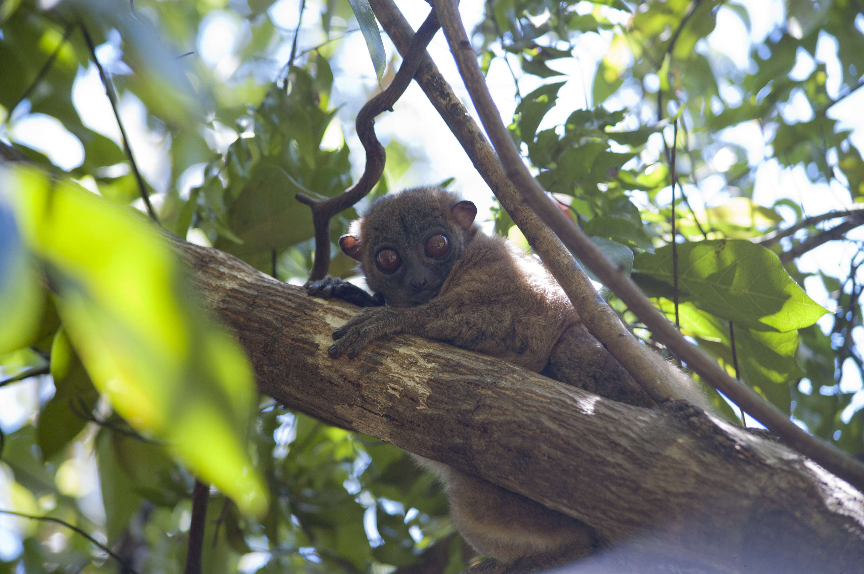 Image of Hawks' Sportive Lemur