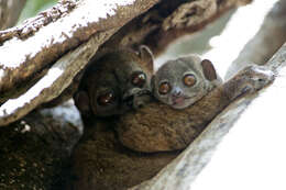 Image of Hawks' Sportive Lemur