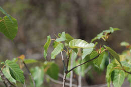 Image of Ficus arnottiana (Miq.) Miq.