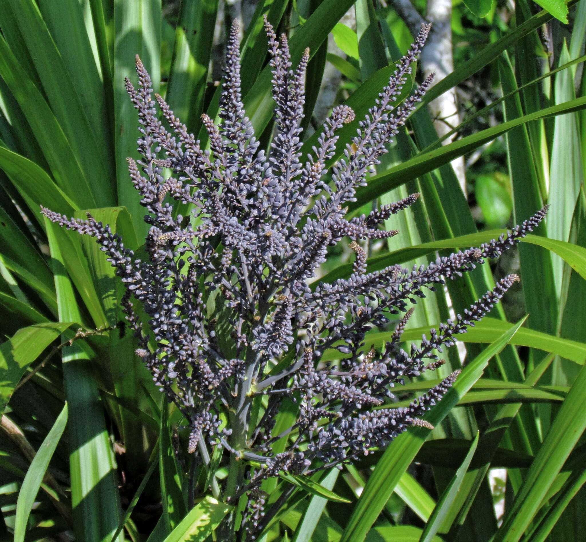 Image of Cordyline sellowiana Kunth