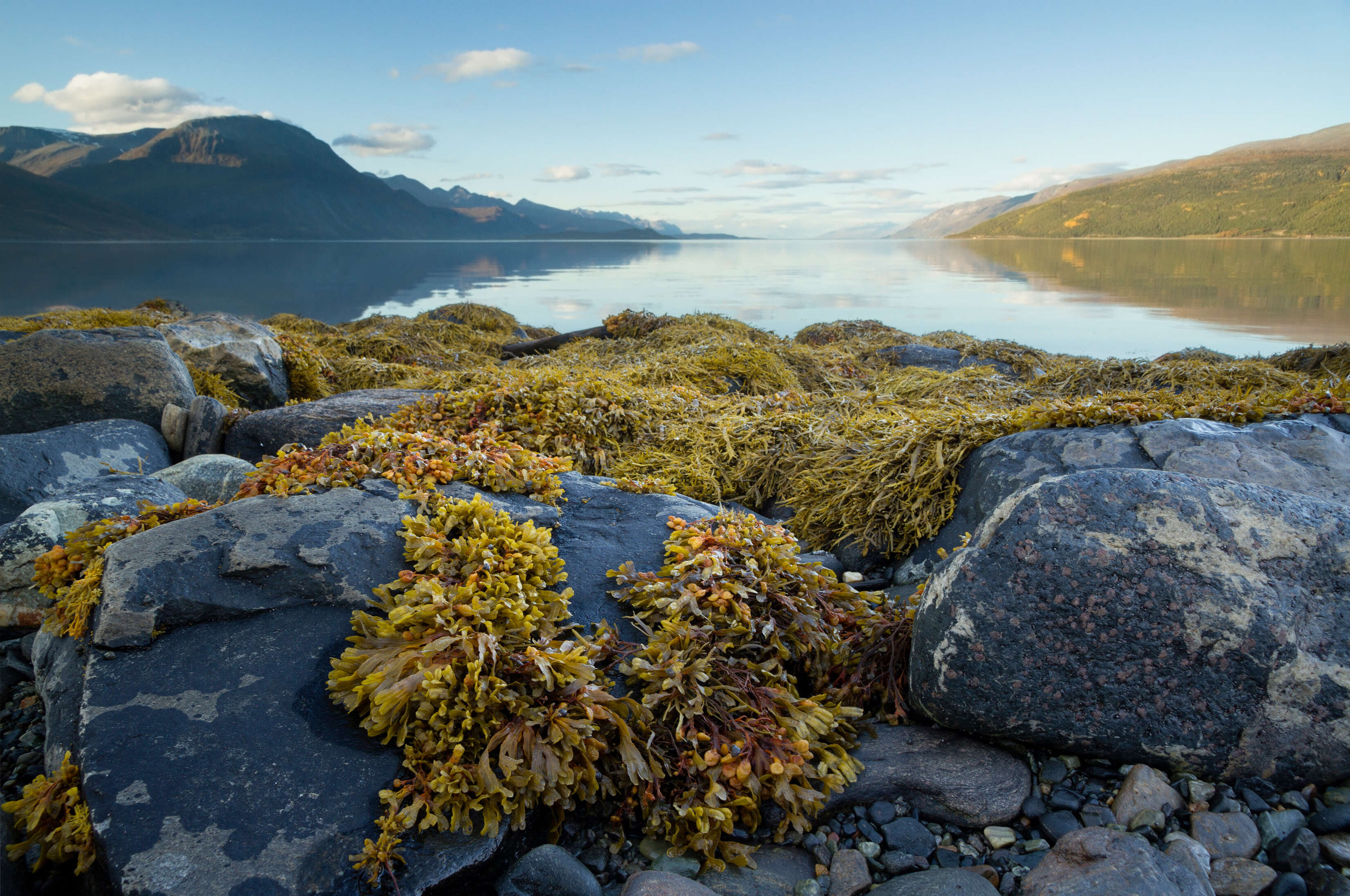 Image of Bladder Wrack