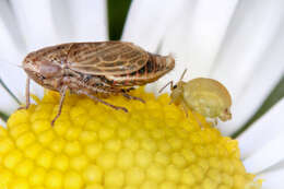 Image of Lucerne flea