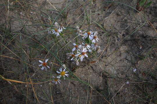 Imagem de Tripolium pannonicum (Jacq.) Dobroczajeva