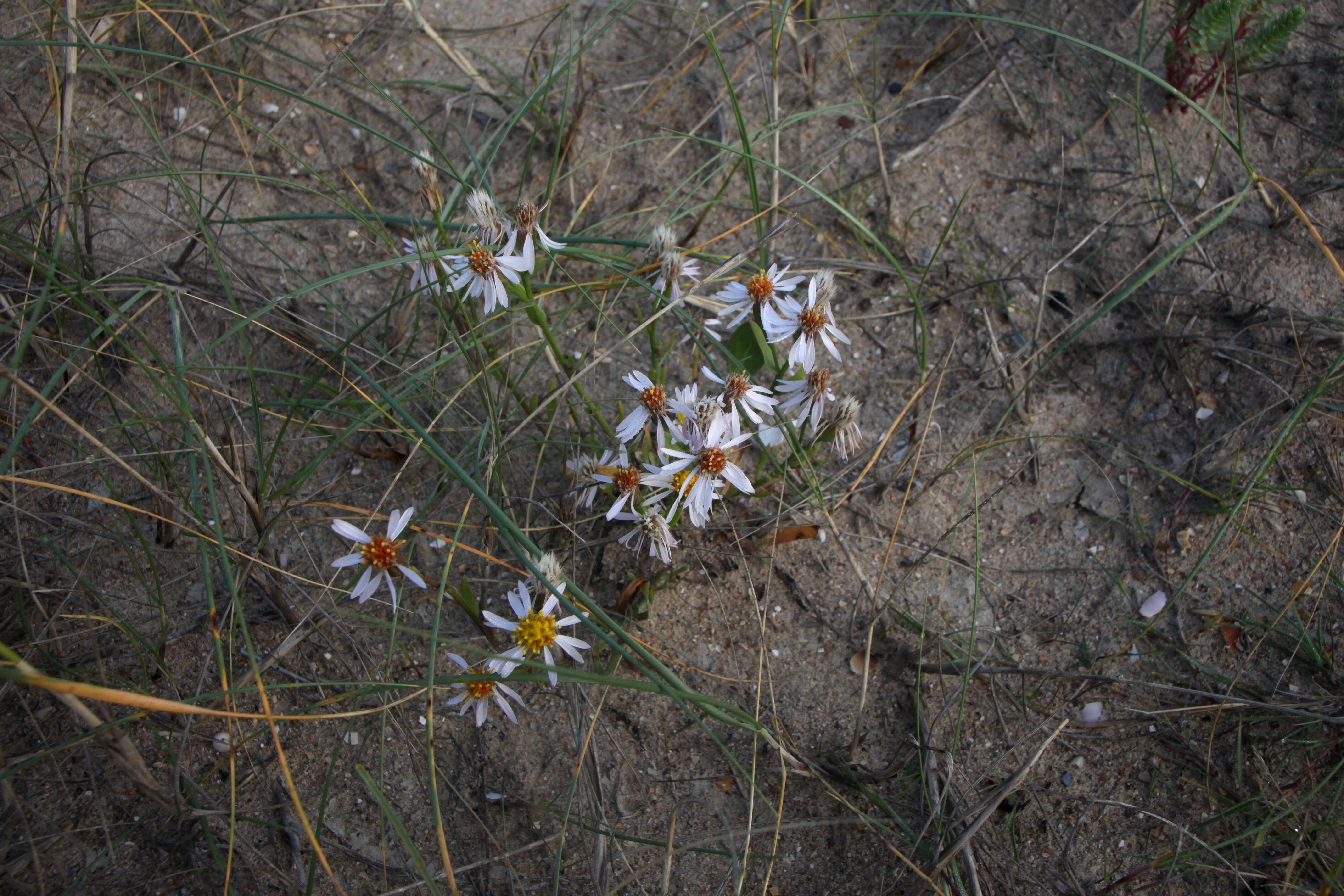 Image of sea aster