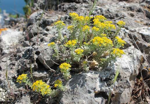 Image of Alyssum tortuosum Waldst. & Kit. ex Willd.